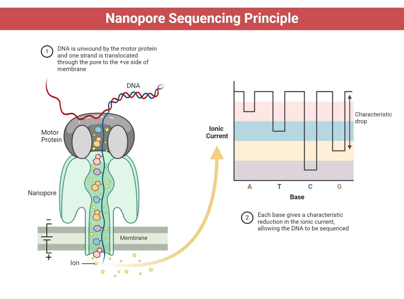 Principle-of-Oxford-Nanopore-Sequencing
